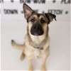adoptable Dog in , ND named Melina