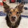adoptable Dog in , ND named Cayenne