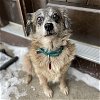 adoptable Dog in , ND named Petunia