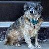 adoptable Dog in , ND named Petunia