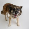 adoptable Dog in , ND named Miranda