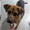 adoptable Dog in , ND named Mirage