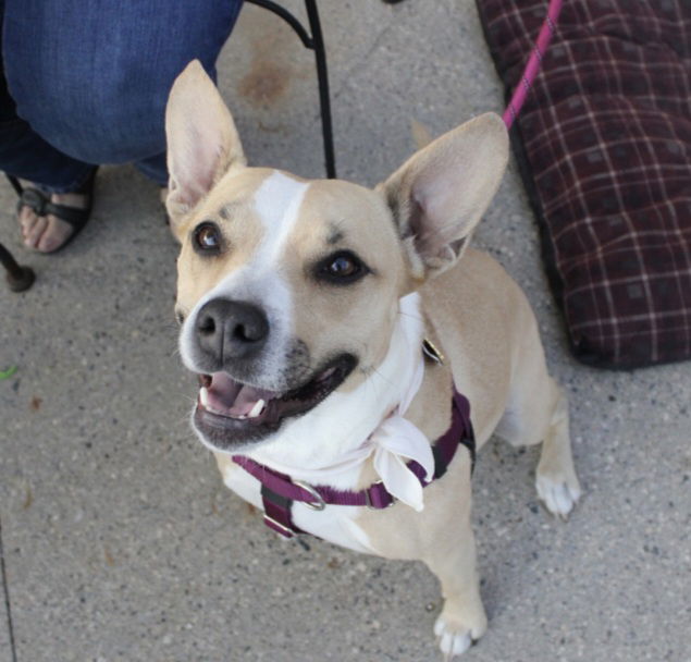 adoptable Dog in Fargo, ND named Lark