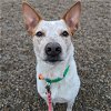 adoptable Dog in , ND named Vespa