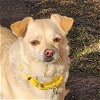 adoptable Dog in , ND named Hubie