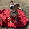 adoptable Dog in , ND named Indiana Bones