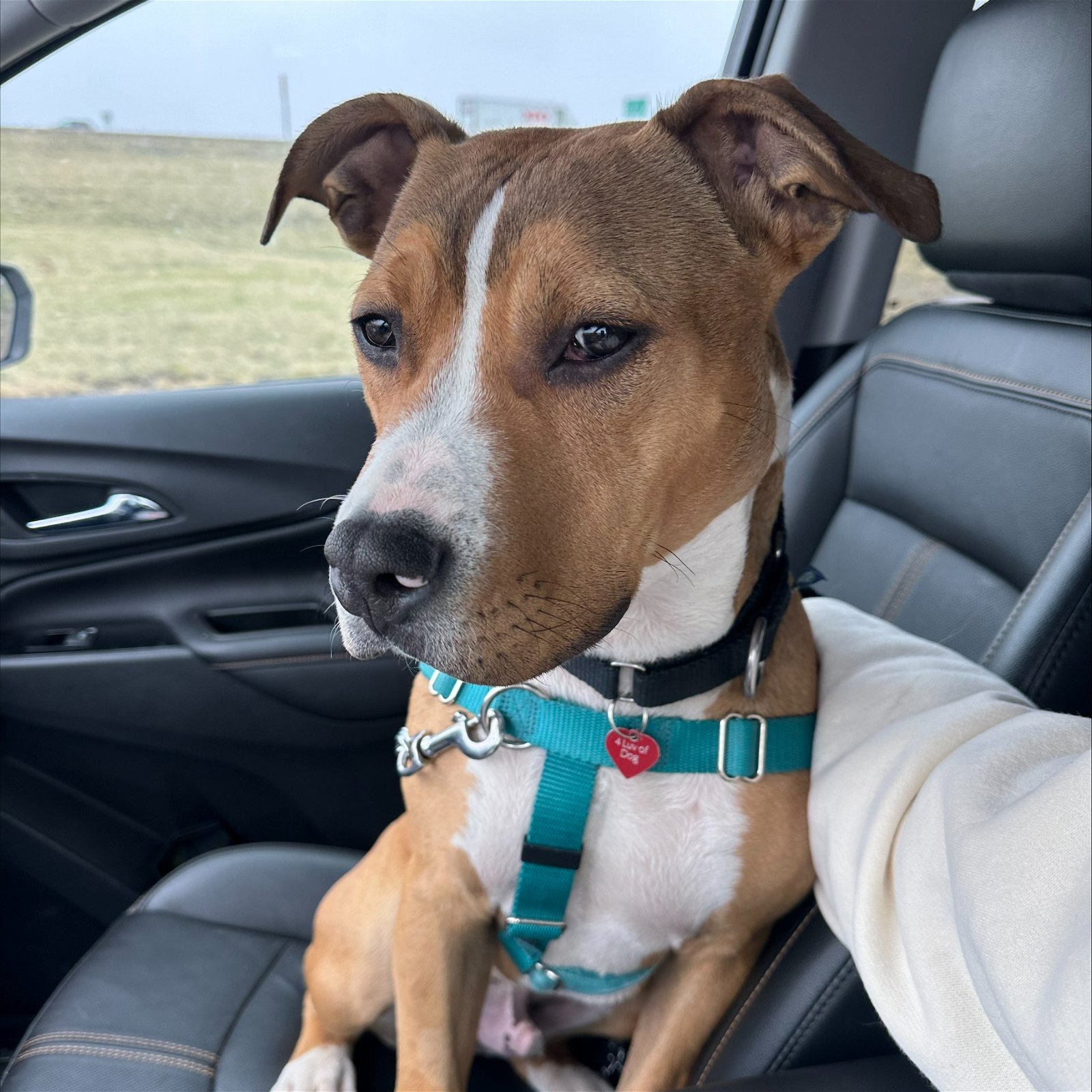 adoptable Dog in Fargo, ND named Indiana Bones
