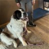 adoptable Dog in , ND named Summit