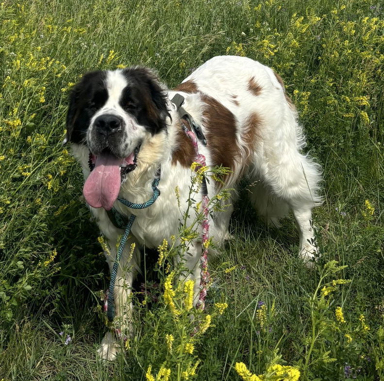 adoptable Dog in Fargo, ND named Summit