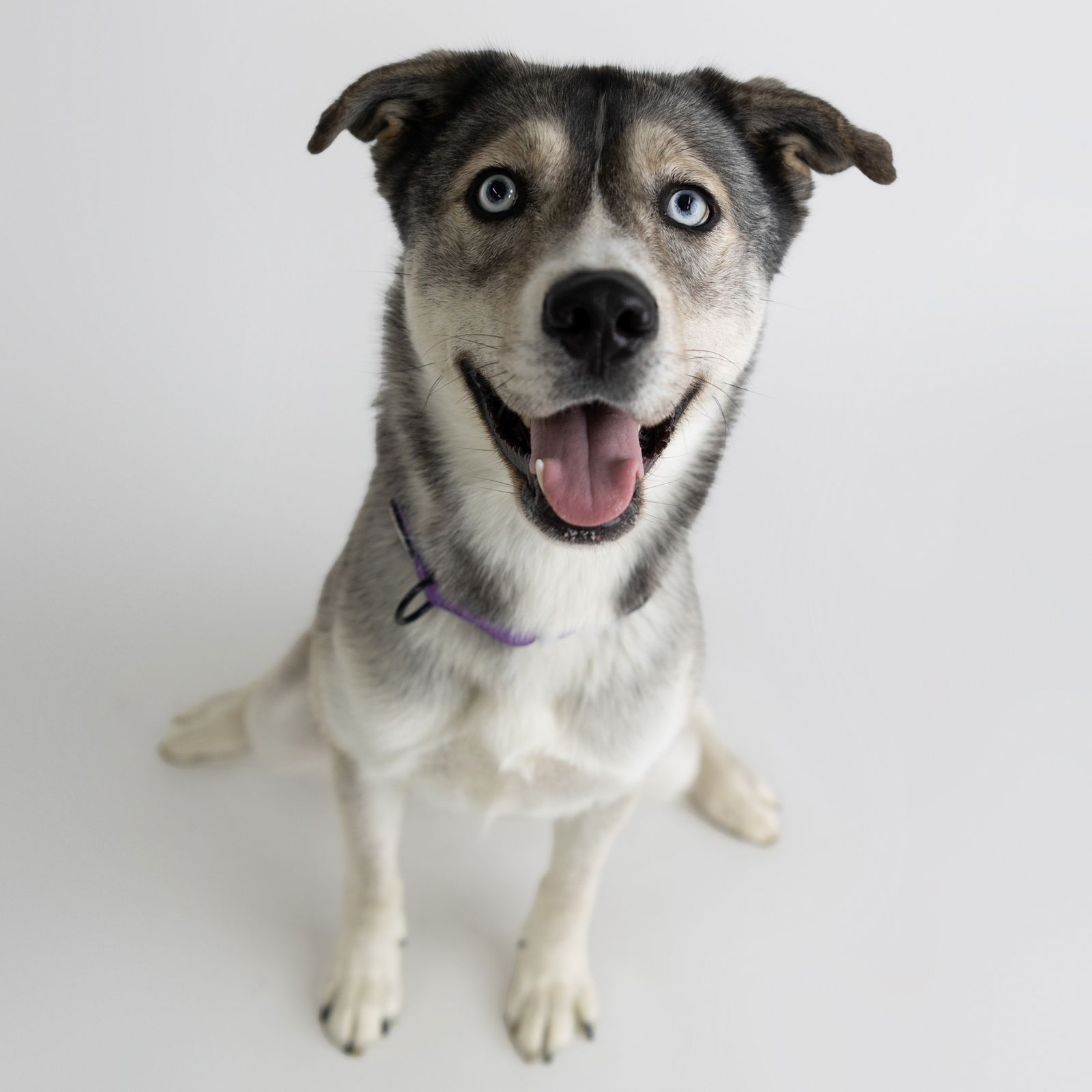 adoptable Dog in Fargo, ND named Leena