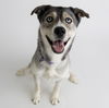 adoptable Dog in , ND named Leena