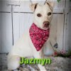adoptable Dog in , ND named Jazmyn