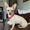 adoptable Dog in , ND named Taco Belle