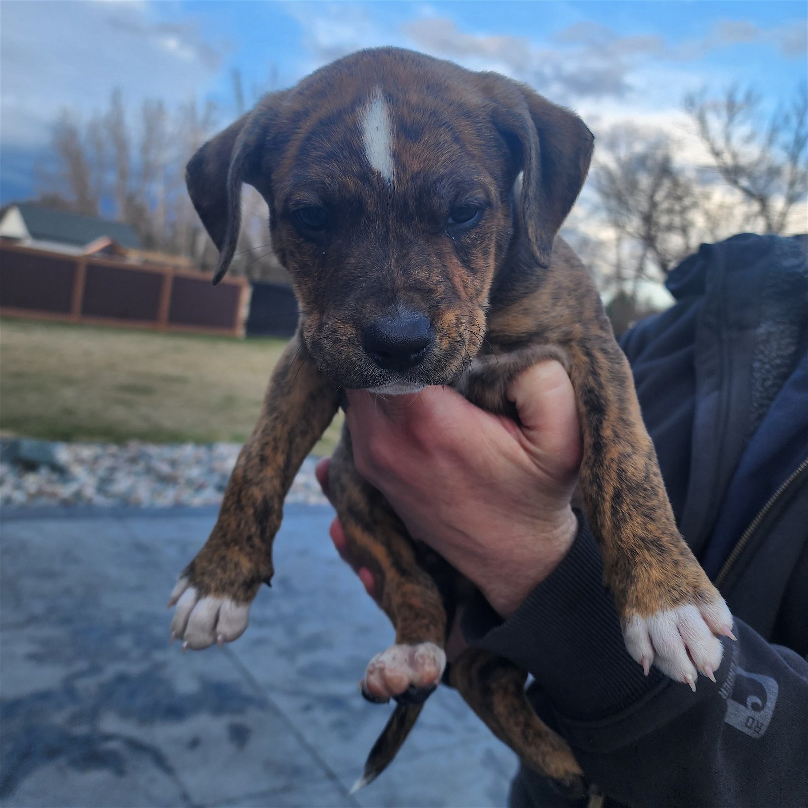 adoptable Dog in Fargo, ND named Pollock