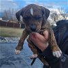 adoptable Dog in , ND named Pollock