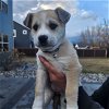 adoptable Dog in , ND named Rembrandt
