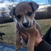 adoptable Dog in , ND named Kahlo
