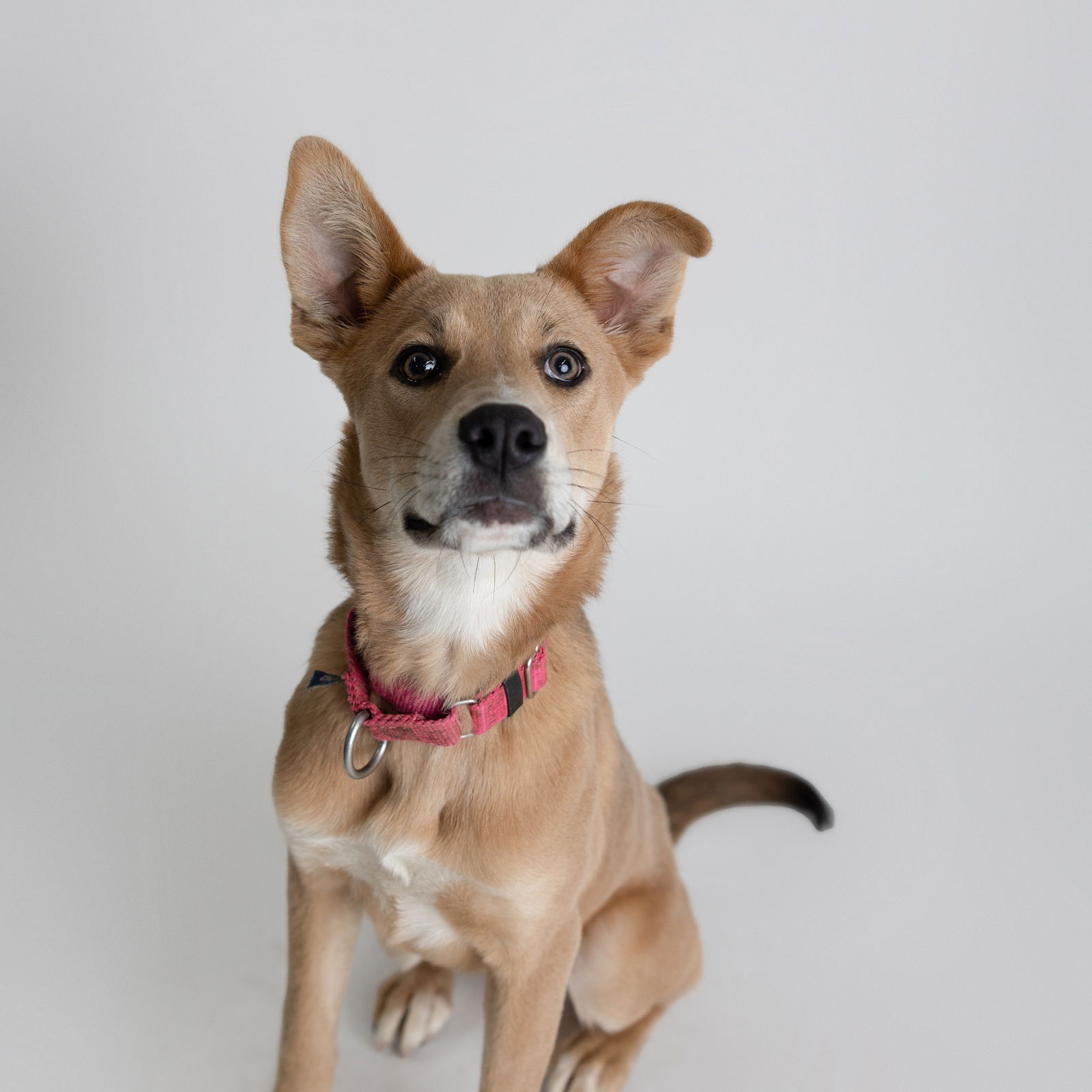 adoptable Dog in Fargo, ND named Kahlo