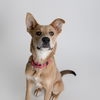 adoptable Dog in , ND named Kahlo