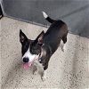 adoptable Dog in , ND named Jello
