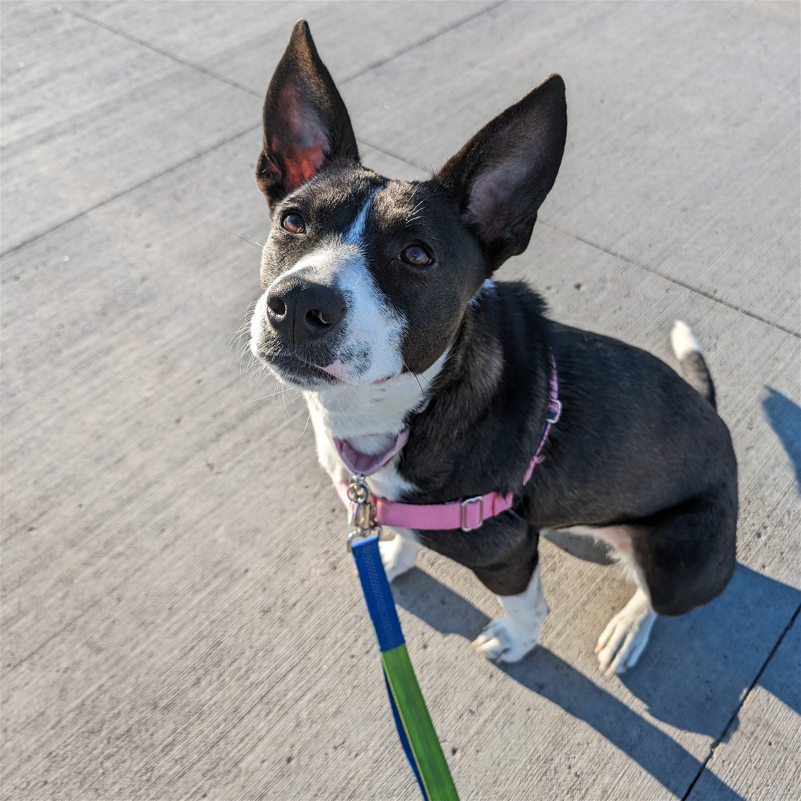 adoptable Dog in Fargo, ND named Jello