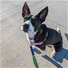 adoptable Dog in , ND named Jello