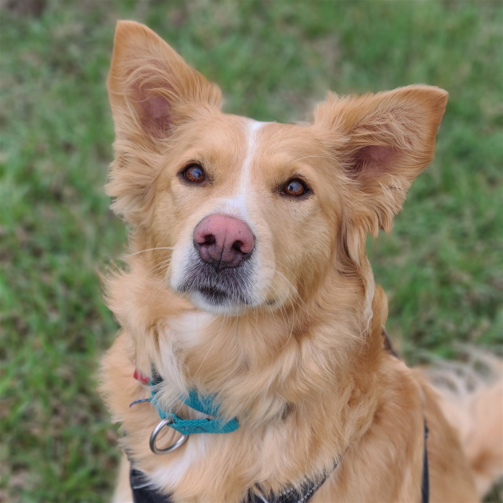 adoptable Dog in Fargo, ND named Mimosa