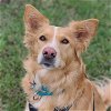 adoptable Dog in , ND named Mimosa