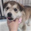adoptable Dog in fargo, ND named Siggy