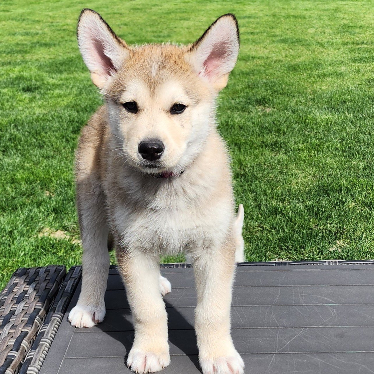 adoptable Dog in Fargo, ND named Rollo