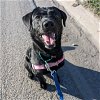 adoptable Dog in fargo, ND named Tharion