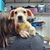 adoptable Dog in  named Clara Bow