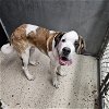 adoptable Dog in , ND named Jabba the Mutt