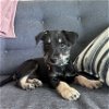 adoptable Dog in , ND named Jesse