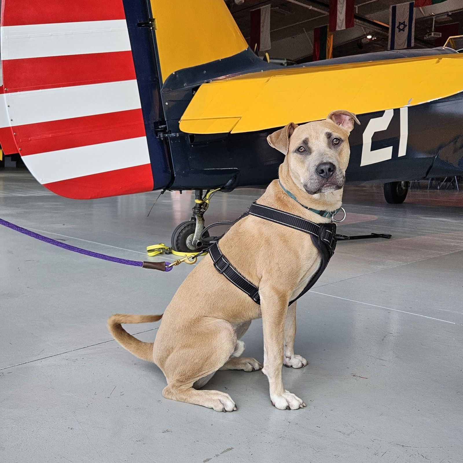 adoptable Dog in Fargo, ND named Jedi