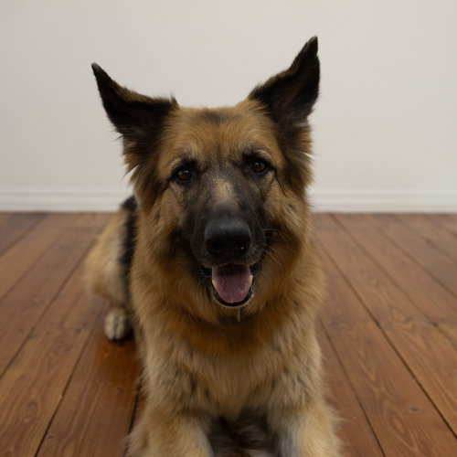 PIPPI - German Shepherd Dog available for adoption
