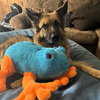Pippi - Photo 2