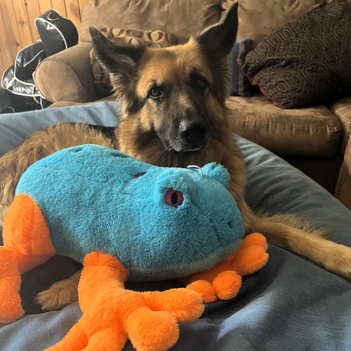 PIPPI - German Shepherd Dog available for adoption