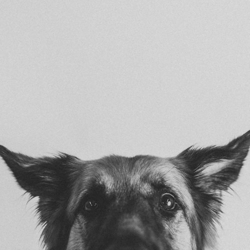 Pippi, photo 20