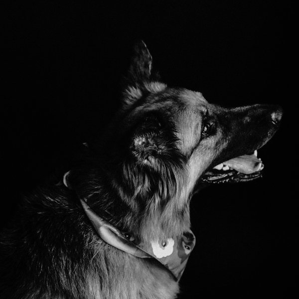 Pippi