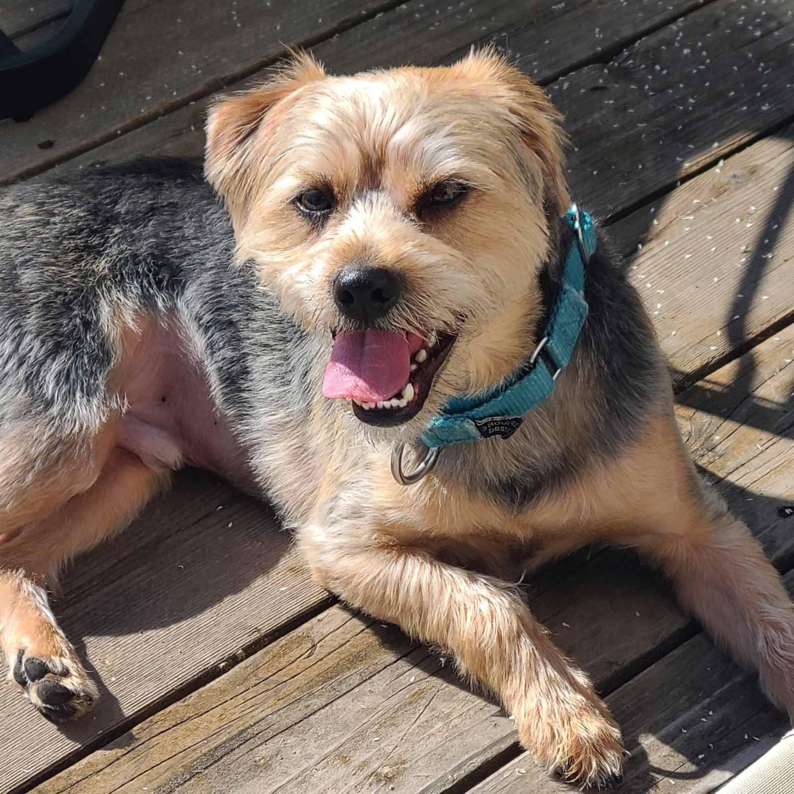 Dog adoption in Fargo, ND 58106 Border Collie / Yorkshire Terrier