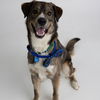 adoptable Dog in , ND named Gareth