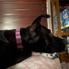 Persephone - Photo 11