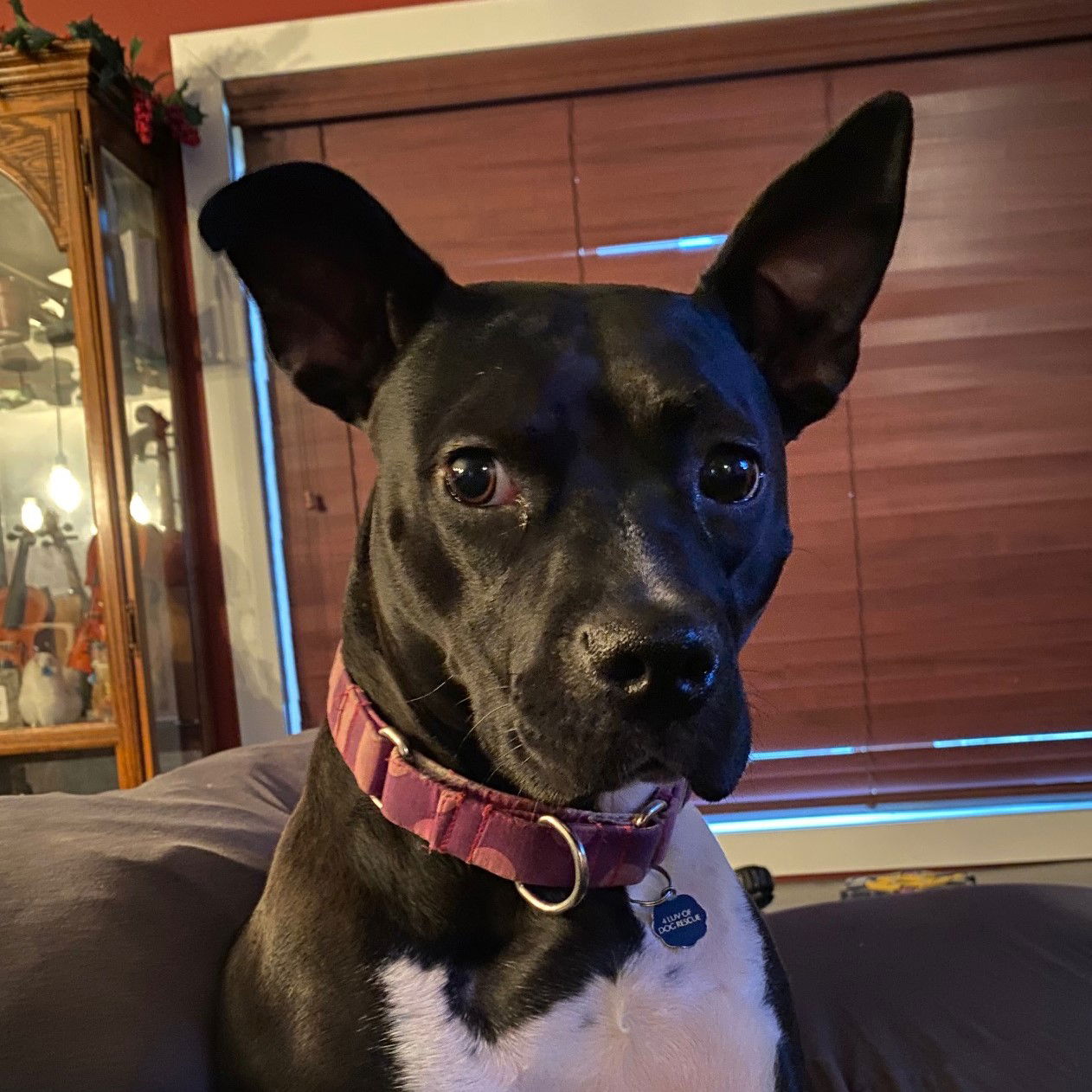 adoptable Dog in Fargo, ND named Persephone
