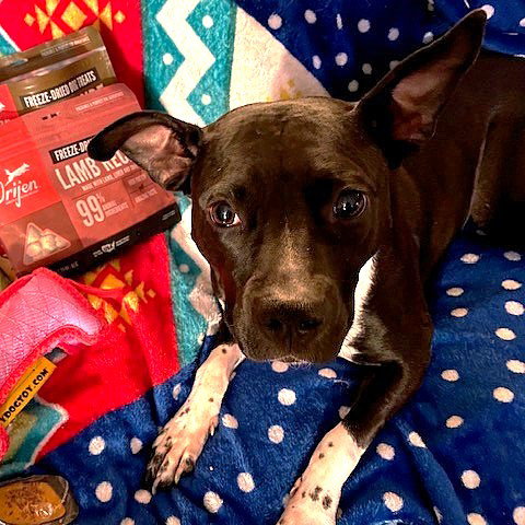 PERSEPHONE - Pit Bull Terrier available for adoption