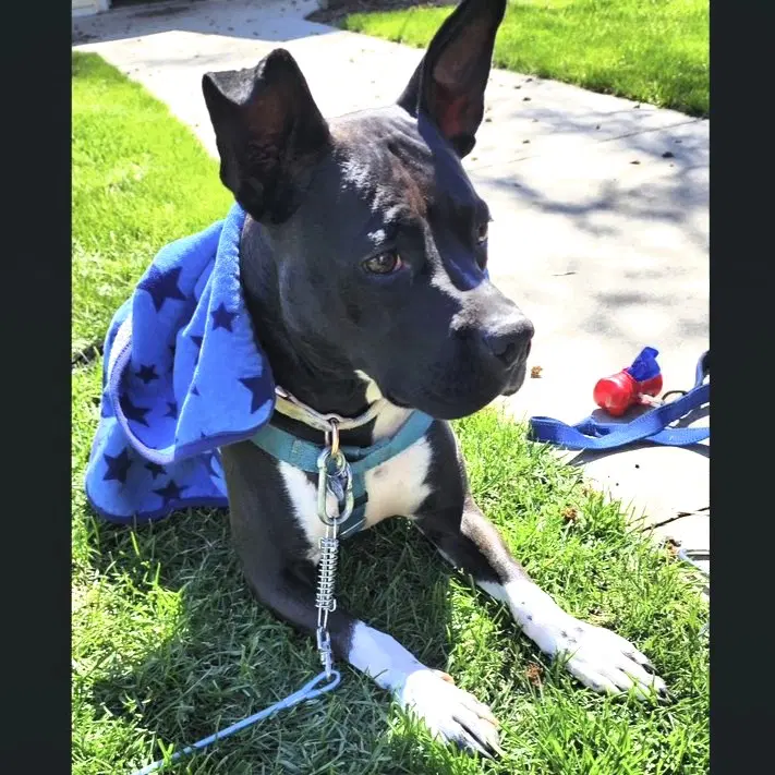 Persephone - Pit Bull Terrier