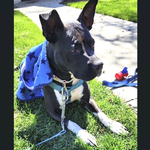 PERSEPHONE - Pit Bull Terrier for adoption in Fargo