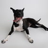 adoptable Dog in , ND named Persephone