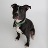 adoptable Dog in , ND named Green Day