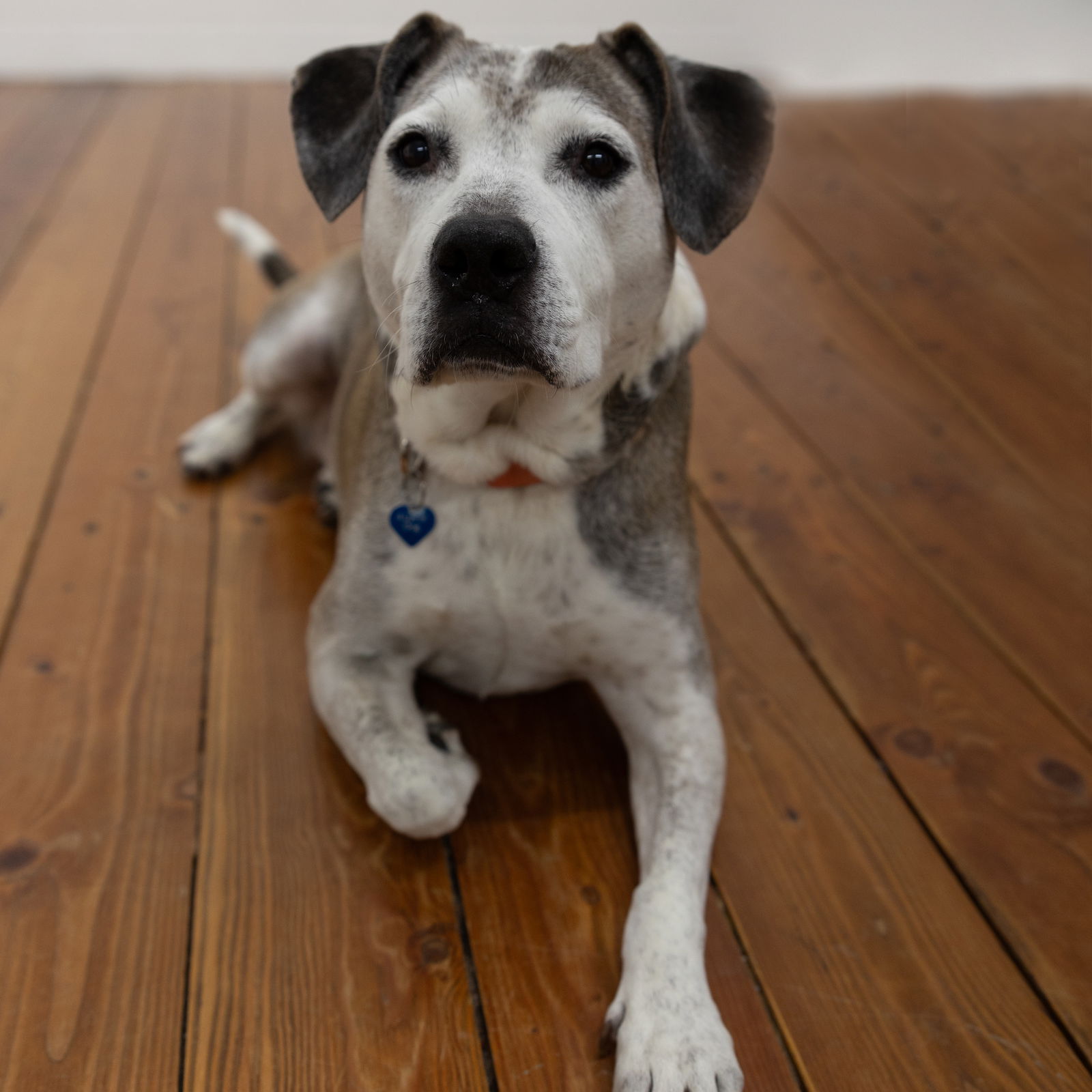 adoptable Dog in Fargo, ND named Ella Pitzgerald